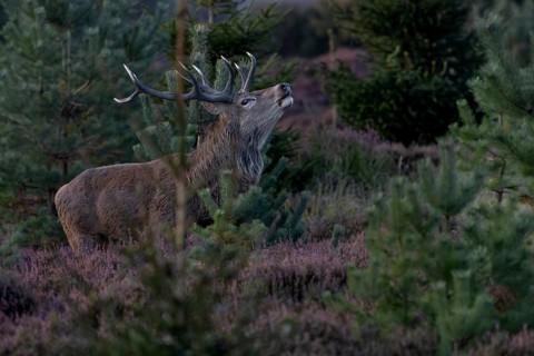 With the onset of dusk, the red deer (Cervus elaphus) become active again in the heather (Calluna