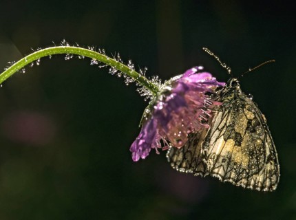 Board game, women's board, marbled white, melanargia galathea, checkerboard, butterfly, insects,