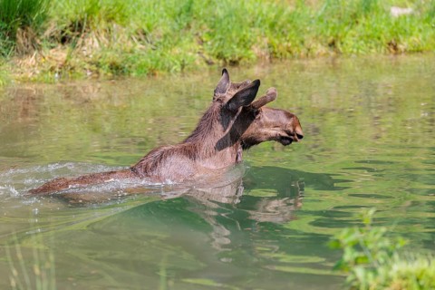 An aggressive bull moose (Alces alces) swims in a stream on a sunny day