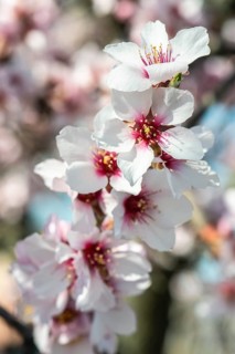 Almond blossom (Prunus dulcis), Rhineland-Palatinate, Germany