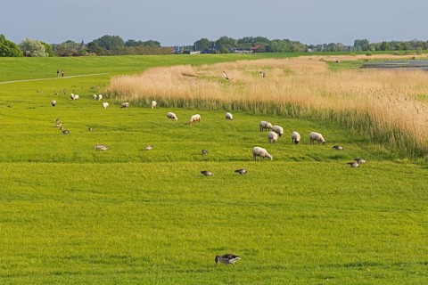 Sheep and geese graze together on the banks of the Elbe, Glückstadt, Schleswig-Holstein, Germany