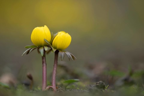 Winter aconite (Eranthis hyemalis) in bloom, plant, flower, early bloomer, yellow, Hanover, Lower