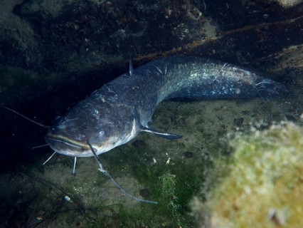 Catfish (Silurus glanis), Waller, swims at night over a stony underground under water, dive site