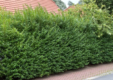 Rain willow (Ligustrum ovalifolium), Germany
