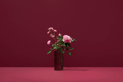 Vibrant polyantha rose flowers captured against a striking red background, offering a stunning