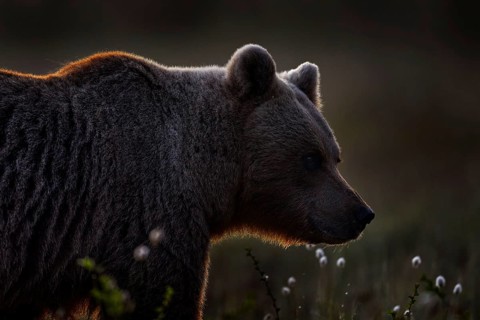 Night in taiga Bear detail portrait in forest. Cotton grass with bear. Beautiful brown bear walking