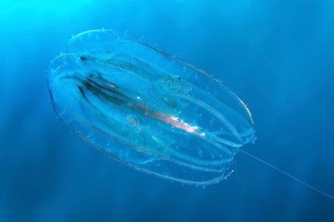 Ribbed jellyfish (Leucothea multicornis or Leucothea pulchra), in blue water, Red Sea, Makadi Bay,