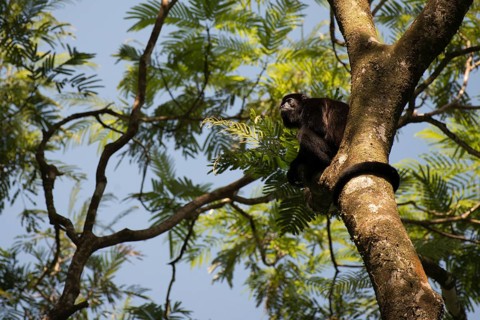 Howler monkey (Alluatta pallata), Tortuguero National Park, Costa Rica