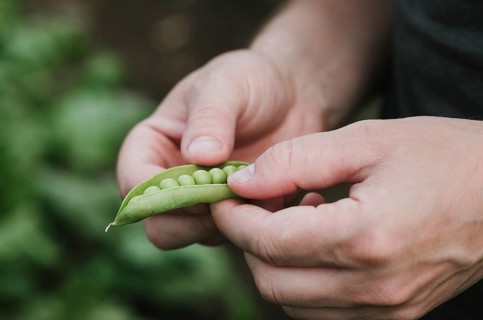 Close up of hands carefully opening a pea pod, showcasing fresh, vibrant green peas inside.