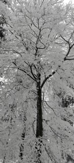 Frosty snow-covered tree in a wintry landscape, Fichtelgebirge nature park Park, Upper Franconia