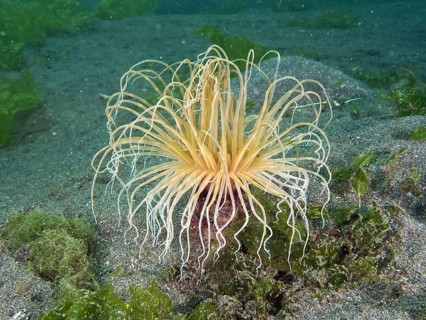 Filigree cylinder rose (Cerianthus filiformis) with long tentacles on sandy seabed, dive site