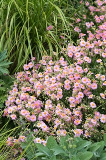 Sunflower (Helianthemum 'Lawrenson's Pink'),  Germany