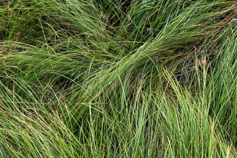 Long green grass, near Sonogno, Verzasca Valley, Vale Verzasca, Canton Ticino, Switzerland