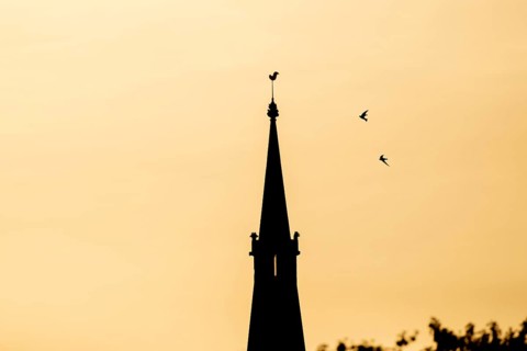 Common swift (Apus apus) two adult birds in flight over an urban church spire silhouette at sunset