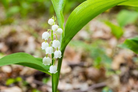 Flowering lily of the valley (Convallaria majalis) in the forest near Moritzburg, Saxony, Germany