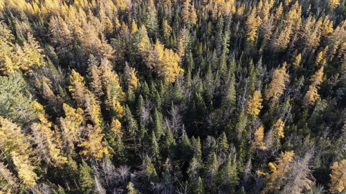 Boreal forest in late fall. Region of La Mauricie. Province of Quebec. Canada