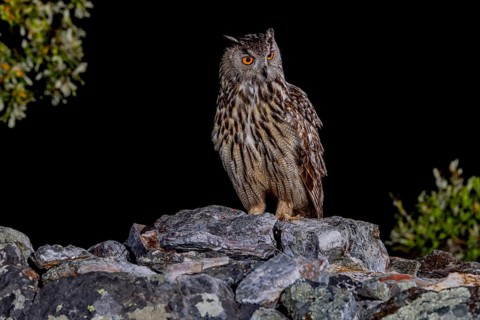 Eurasian Eagle-owl (Bubu bubu), at night, Extremadura, Spain