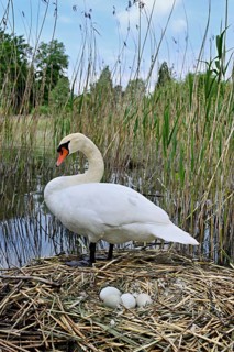 Mute swan (Cygnus olor), adult male standing on nest next to clutch of four eggs, Lake Zug, Cham,