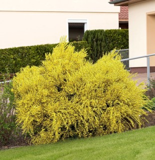 Sweet broom (Cytisus × praecox 'Allgold')
