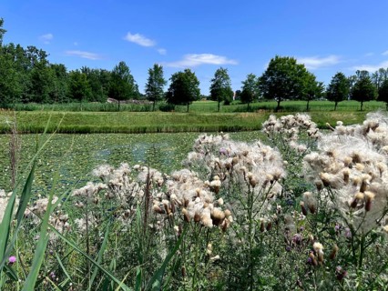 Field thistle (Cirsium arvense), in the background landscape on Herrenchiemsee with large canal in