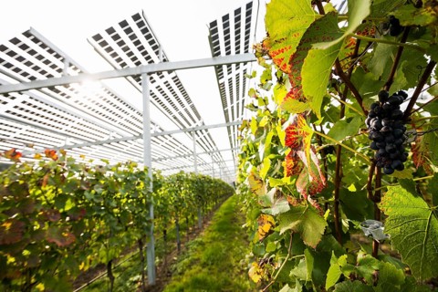 Solar plant in the vineyard, solar cells, solar modules, solar power plant, photovoltaic plant,