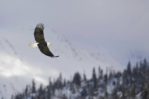Bald Eagle (Haliaeetus leucocephalus) flying, Alaska, USA