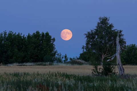 The full moon rises behind trees, evening sky on a summer night near Großenhain, Saxony, Germany