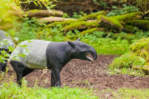 A Malayan tapir (Acrocodia indica) stands calling in a small forest clearing