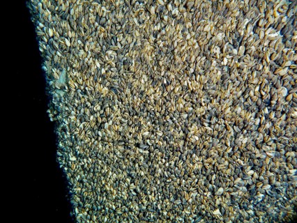 Dense accumulation of quagga triangle mussels (Dreissena rostriformis bugensis), invasive species,