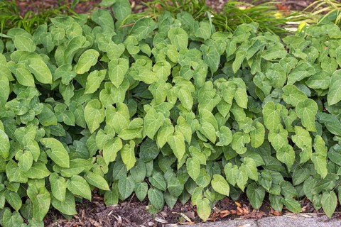 Fairy flower (Epimedium × perralchicum 'Frohnleiten')