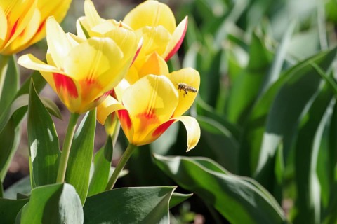 Bees (Apiformes), tulips, spring, nectar, pollen, flowering, colourful, A bee flies into the open