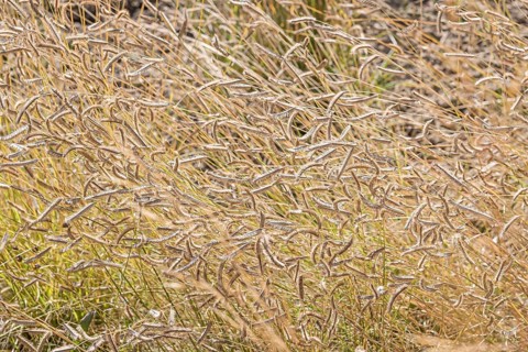 Mosquito grass (Bouteloua gracilis)