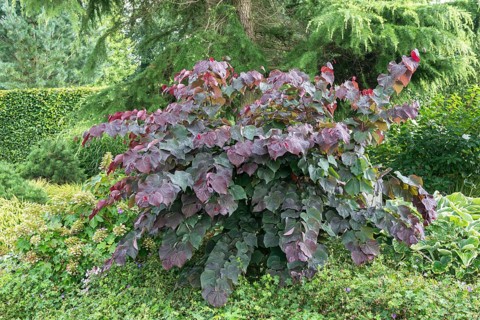Judas tree (Cercis canadensis 'Forest Pansy'), nursery zu Jeddeloh, Germany