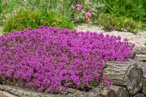 Red sand thyme (Coccineus), Münsterland, North Rhine-Westphalia, Germany