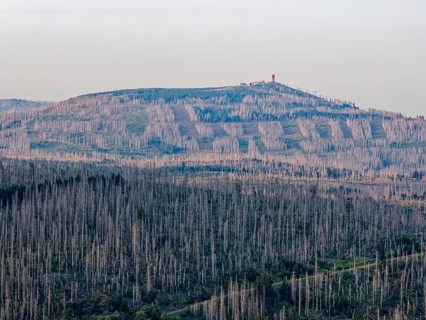 Dead wood and forest in front of the Wurmberg in the countryside in the Harz National Park. aerial