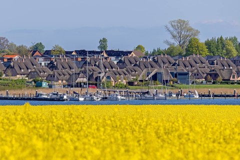 Houses, marina, rape field, Ellenberg, Kappeln, Schlei, Schleswig-Holstein, Germany