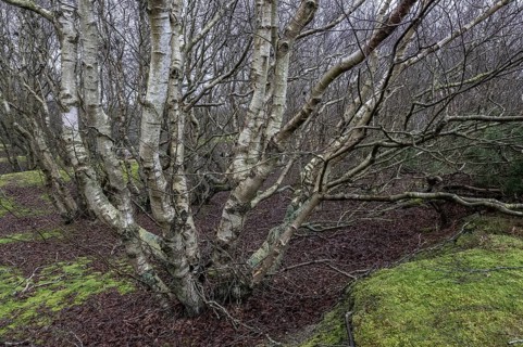 Birch trunks (Betula pendula), Amrum, Schleswig-Holstein, Germany