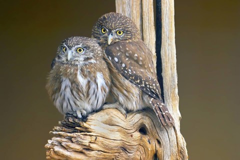 Ferruginous Pygmy-Owl Glaucidium brasilianum Arizona-Sonora Desert Museum, Tucson, Arizona, United