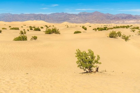 Sweeping view of the mesquite flat sand dunes creating a desert landscape with sparse green shrubs