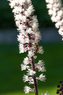 Silver primrose (Actaea simplex 'Chocoholic'),  Germany