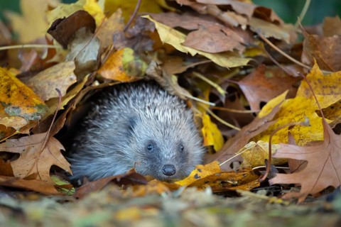 European hedgehog (Erinaceus europaeus) adult animal amongst fallen autumn leaves, Suffolk,