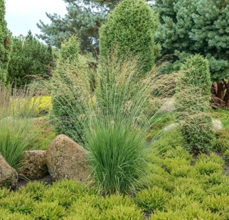 Pipe grass (Molinia cärulea 'Heidebraut'),  Germany