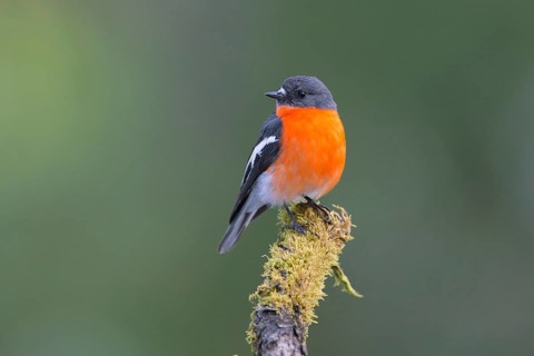 Flame Robin (Petroica phoenicea) male, Victoria, Australia