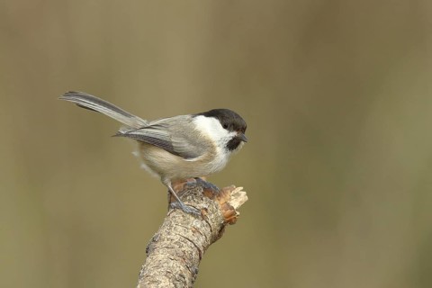 Willow Tit (Parus montanus) sitting on an old branch, Wilnsdorf, North Rhine-Westphalia, Germany