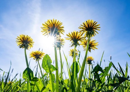 Common dandelion (Taraxacum officinale), flowering, blue sky, sun star, Thuringia, Germany