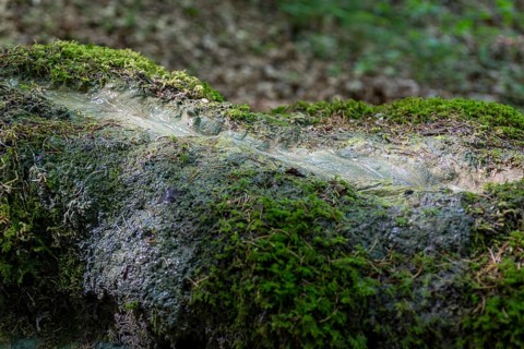 Natural phenomenon in the forest, stone channel of Roschlaub, Scheßlitz, Upper Franconia, Bavaria,