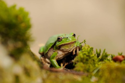 A green frog sits on mossy ground, the background is blurred, European tree frog (Hyla arborea),