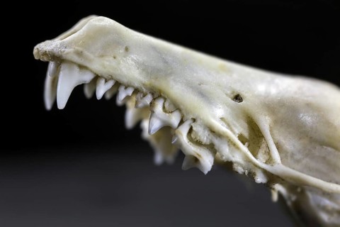 Close up upper jaw showing insectivorous spike-like incisors, front teeth and chewing molars of
