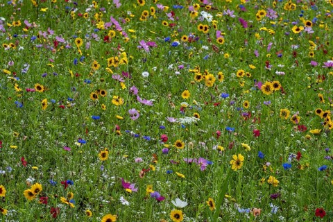Colourful flower meadow, Münsterland, North Rhine-Westphalia, Germany