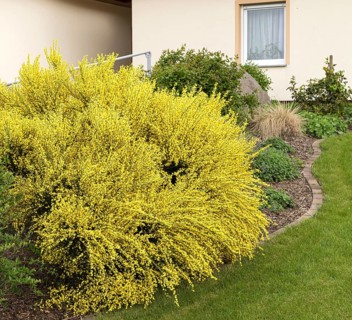 Sweet broom (Cytisus × praecox 'Allgold')